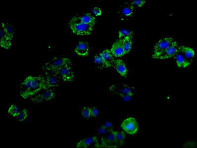 SELP Antibody