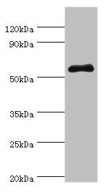 SEMG1 Antibody