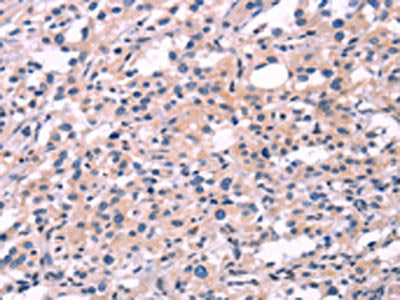 FGF16 Antibody