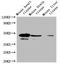 SELENOP Antibody