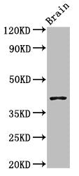 SEPT3 Antibody