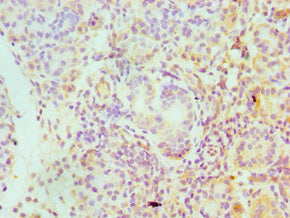 SERPINA4 Antibody