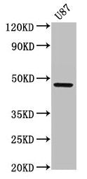 SERPINA6 Antibody