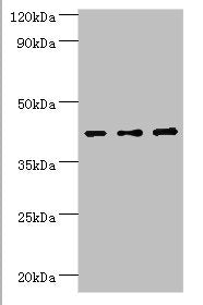 SERPINB1 Antibody