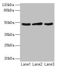 Serpinb2 Antibody