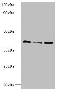 SERPINB5 Antibody