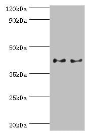 SERPINB5 Antibody