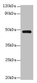 Serpinh1 Antibody