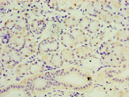 SESN3 Antibody