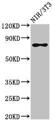 SFPQ Antibody