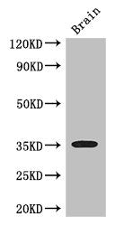 SFRP1 Antibody