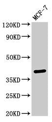 SFRP4 Antibody