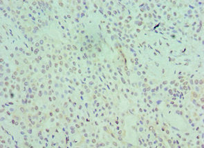 SRSF1 Antibody