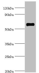 SRSF4 Antibody
