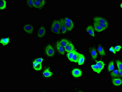 SFT2D2 Antibody