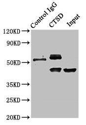 CTSD Antibody