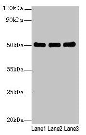 SIGLEC6 Antibody
