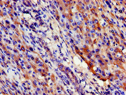 SIGMAR1 Antibody