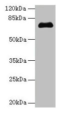 PMEL Antibody