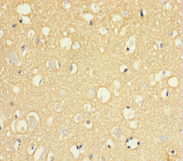 SIRPA Antibody