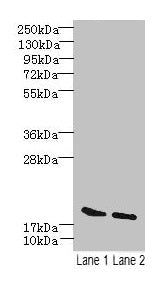 SKP1 Antibody