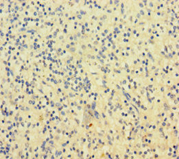 SLAMF8 Antibody