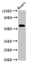 SLC11A1 Antibody