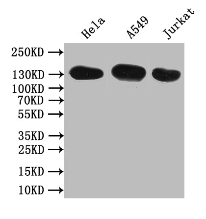 SLC12A2 Antibody