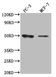 SLC16A3 Antibody