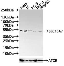 SLC16A7 Antibody