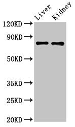 SLC22A23 Antibody