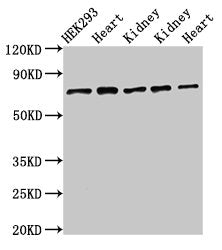 SLC25A12 Antibody