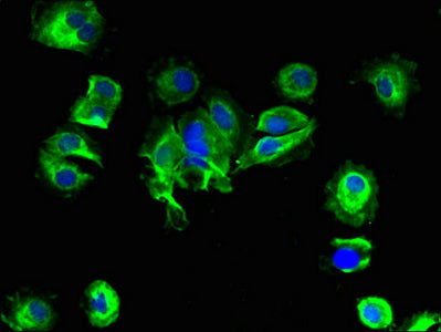 SLC25A14 Antibody