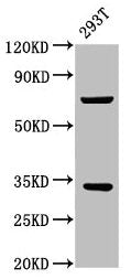 SLC25A5 Antibody