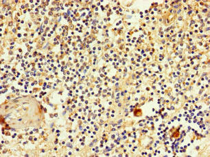 SLC2A3 Antibody