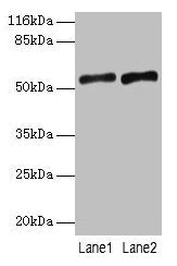 SLC2A4 Antibody