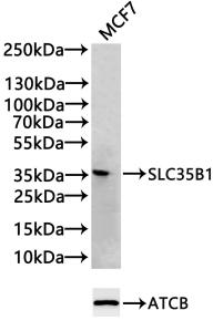 SLC35B1 Antibody
