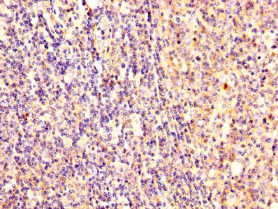 EZR Antibody
