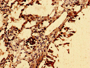 SLC39A8 Antibody