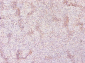 SLC41A2 Antibody