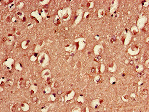 YWHAH Antibody, Biotin conjugated
