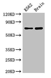 SLU7 Antibody