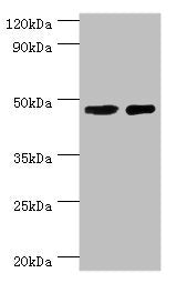 SMAD3 Antibody