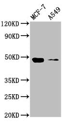 SMAD3 Antibody