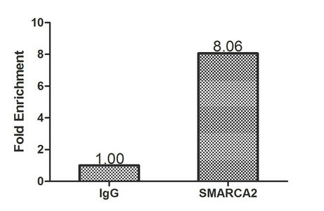SMARCA2 Antibody