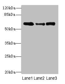 Smox Antibody
