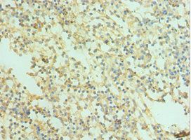 SNAP25 Antibody