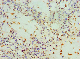 SNCA Antibody