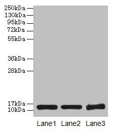 SNCG Antibody