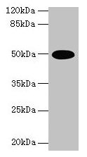 TUFM Antibody